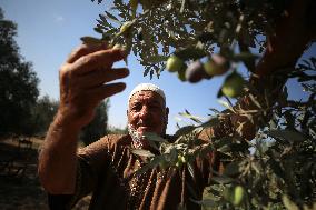 Olive Harvest In Gaza