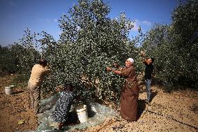 Olive Harvest In Gaza