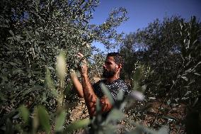 Olive Harvest In Gaza