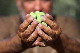 Olive Harvest In Gaza