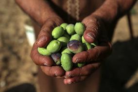 Olive Harvest In Gaza