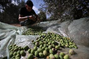 Olive Harvest In Gaza