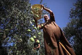 Olive Harvest In Gaza