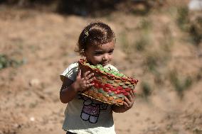 Olive Harvest In Gaza