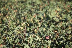Cotton Ripens in Hami