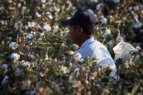 Cotton Ripens in Hami
