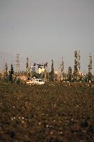 Cotton Ripens in Hami