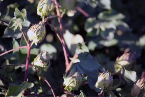 Cotton Ripens in Hami