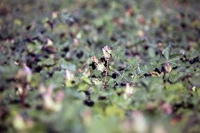 Cotton Ripens in Hami