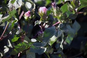 Cotton Ripens in Hami