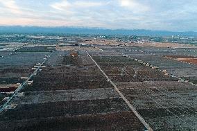 Cotton Ripens in Hami