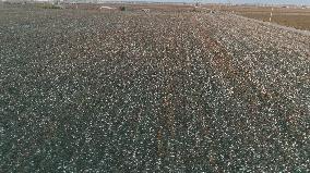 Cotton Ripens in Hami