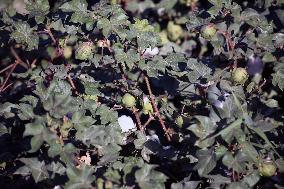 Cotton Ripens in Hami