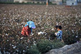 Cotton Ripens in Hami