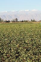 Cotton Ripens in Hami