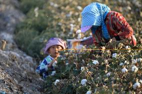 Cotton Ripens in Hami