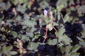 Cotton Ripens in Hami