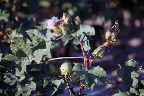 Cotton Ripens in Hami