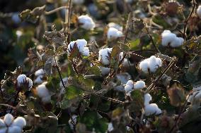 Cotton Ripens in Hami