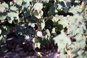 Cotton Ripens in Hami