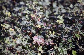 Cotton Ripens in Hami