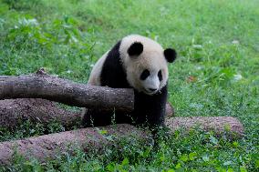 Tourists Watch Pandas at Chongqing Zoo