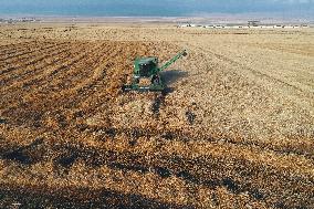 Wheat Harvest  in Xinjiang