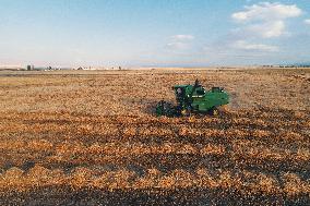 Wheat Harvest  in Xinjiang