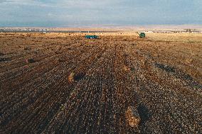 Wheat Harvest  in Xinjiang