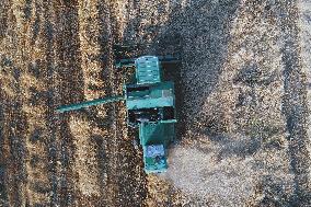 Wheat Harvest  in Xinjiang