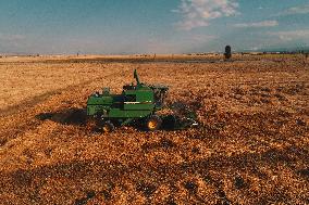 Wheat Harvest  in Xinjiang