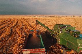 Wheat Harvest  in Xinjiang