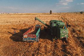 Wheat Harvest  in Xinjiang