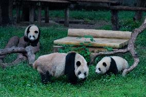 Tourists Watch Pandas at Chongqing Zoo