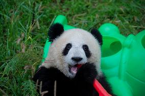 Tourists Watch Pandas at Chongqing Zoo