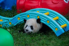 Tourists Watch Pandas at Chongqing Zoo