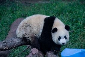 Tourists Watch Pandas at Chongqing Zoo