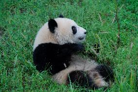 Tourists Watch Pandas at Chongqing Zoo