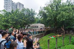 Tourists Watch Pandas at Chongqing Zoo