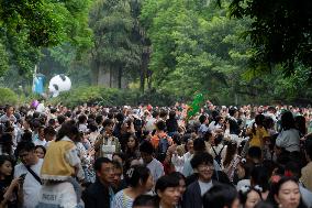 Tourists Watch Pandas at Chongqing Zoo