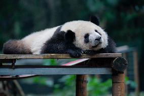 Tourists Watch Pandas at Chongqing Zoo