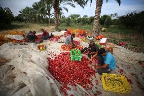 Palestinian Farmers Gather Dates