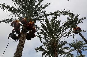 Palestinian Farmers Gather Dates