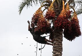 Palestinian Farmers Gather Dates