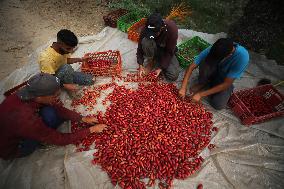 Palestinian Farmers Gather Dates