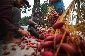 Palestinian Farmers Gather Dates