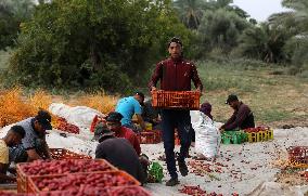 Palestinian Farmers Gather Dates