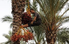 Palestinian Farmers Gather Dates