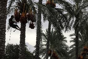 Palestinian Farmers Gather Dates