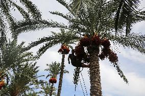 Palestinian Farmers Gather Dates